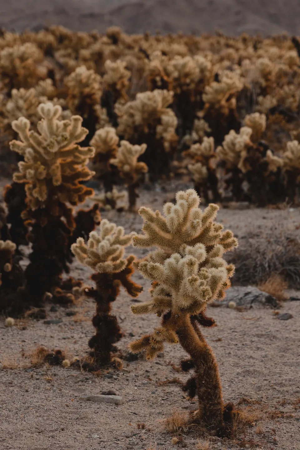 Cholla Cactus Garden