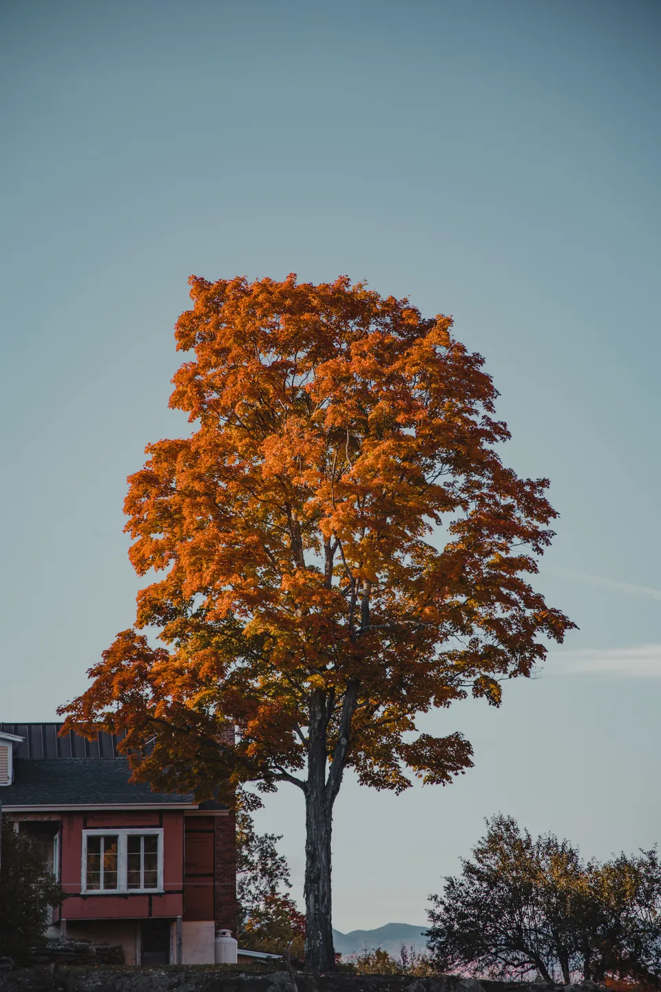 Fall Colors