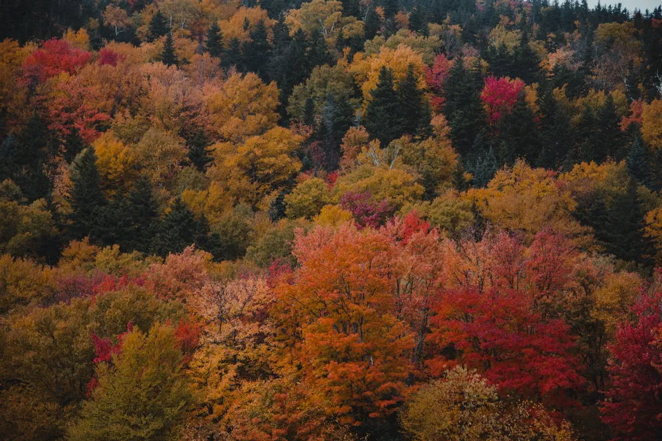 Fall Foliage
