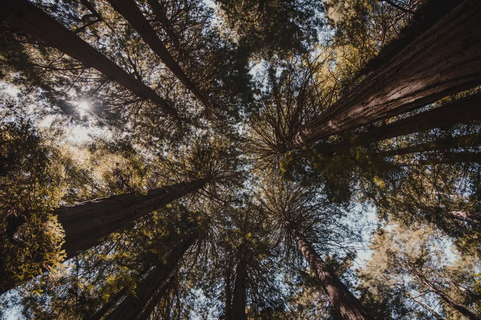 Muir Woods
