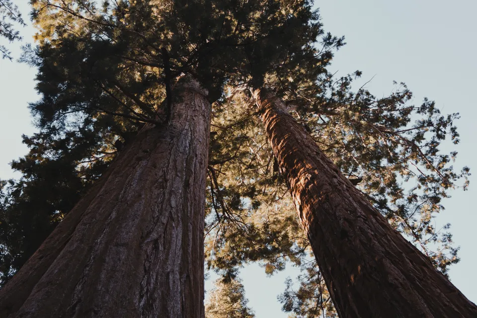 Sequoia Trees