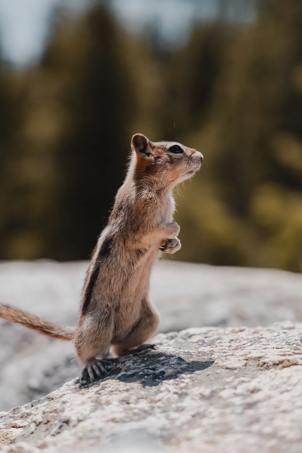 Teton Chipmunk