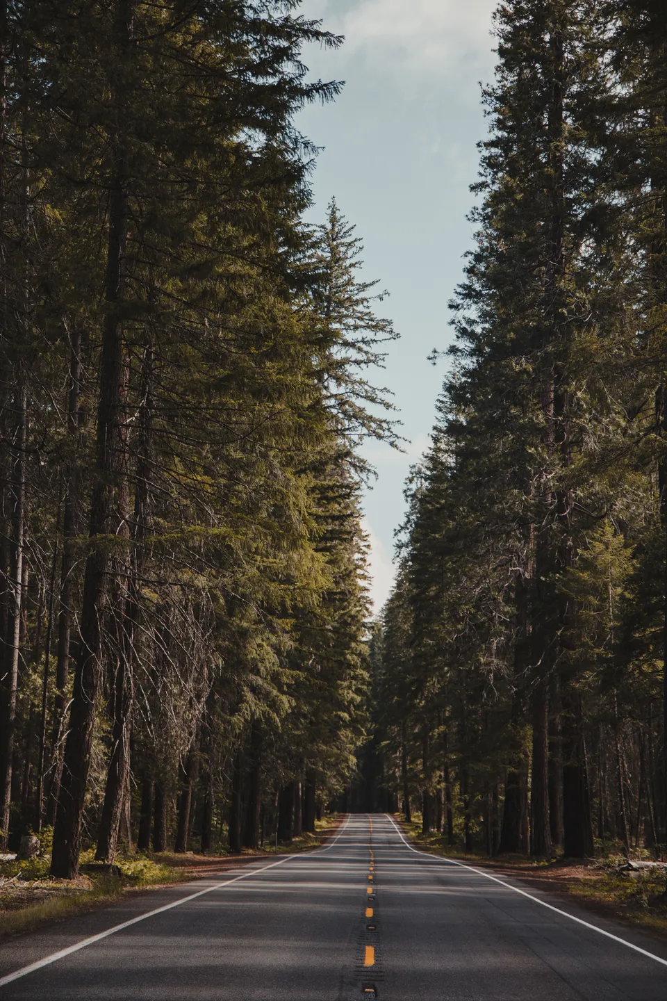 Woods